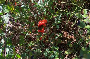 119 Pine Dr, Bethune, SC 29009 - Photo 6