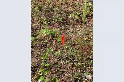 119 Pine Drive, Bethune, SC 29009 - Photo 4