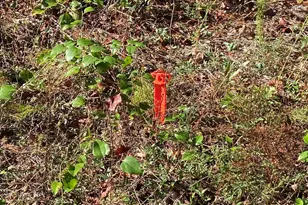 119 Pine Dr, Bethune, SC 29009 - Photo 4