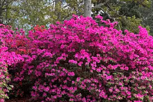 27 Foxhill Ct, Columbia, SC 29223 - Photo 44