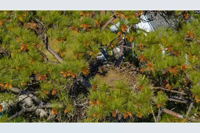 120 Magnolia Key Drive, Chapin, SC 29036 - Photo 50