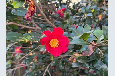 122 Hounds Court S, Columbia, SC 29223 - Photo 6