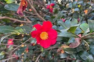 122 Hounds Ct S, Columbia, SC 29223 - Photo 6