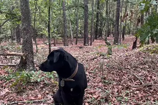 Bhl 8 Boise Cascade Road Bhl 8, Bethune, SC 29009 - Photo 12