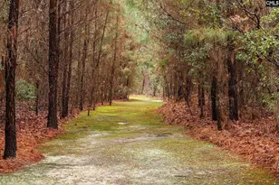 6447 Neeses Hwy, Neeses, SC 29107 - Photo 80