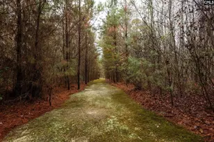 6447 Neeses Hwy, Neeses, SC 29107 - Photo 78