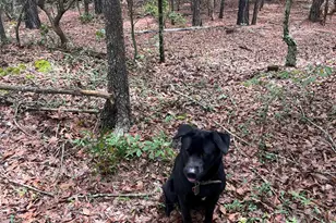 Bhl 7 Boise Cascade Road Bhl 7, Bethune, SC 29009 - Photo 12