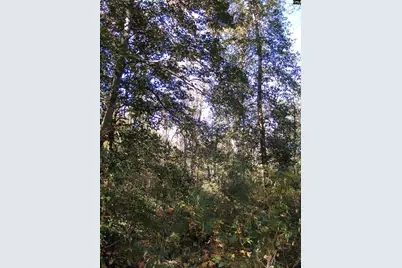 149 Branham Branch Road, Swansea, SC 29160 - Photo 12