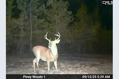 900 Piney Wood Road, Saluda, SC 29138 - Photo 20