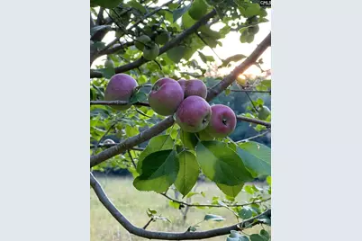 637 Belfast Road, Newberry, SC 29108 - Photo 72