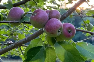 637 Belfast Rd, Newberry, SC 29108 - Photo 72