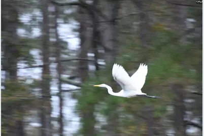 202 Columbia Club Drive E, Blythewood, SC 29016 - Photo 44