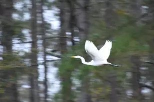 202 Columbia Club Dr E, Blythewood, SC 29016 - Photo 44