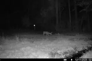 3135 Cox Rd, Sumter, SC 29154 - Photo 52