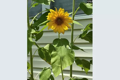 1017 Aderley Oak Drive, Irmo, SC 29063 - Photo 46