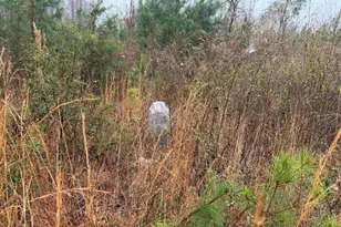 2566 William Brunson Crossroads, Summerton, SC 29148 - Photo 2