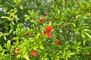 329 Deer Run Rd, Elgin, SC 29045 - Photo 42