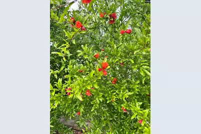 329 Deer Run Road, Elgin, SC 29045 - Photo 40