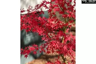 48 Veranda Ln, Blythewood, SC 29016 - Photo 38