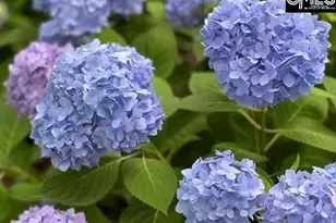 48 Veranda Ln, Blythewood, SC 29016 - Photo 36