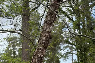 1705 Brook Dr, Camden, SC 29020 - Photo 88