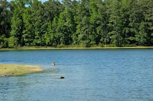 309 E Park Shore Dr, Columbia, SC 29223 - Photo 46