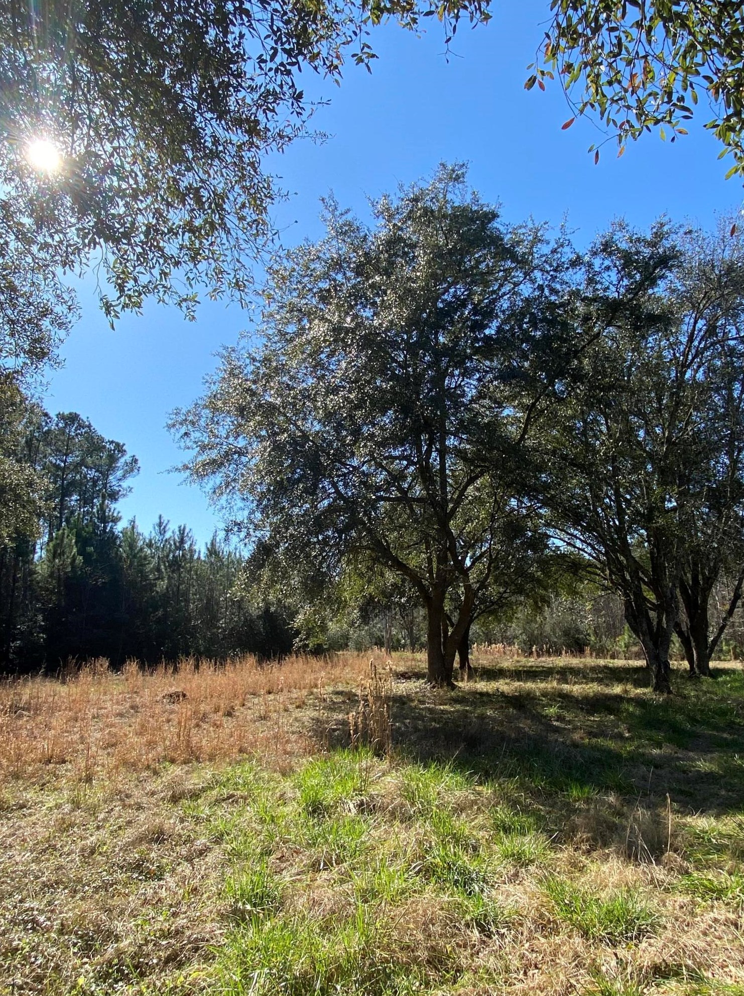 5307 Charleston Hwy, Walterboro, SC 29488