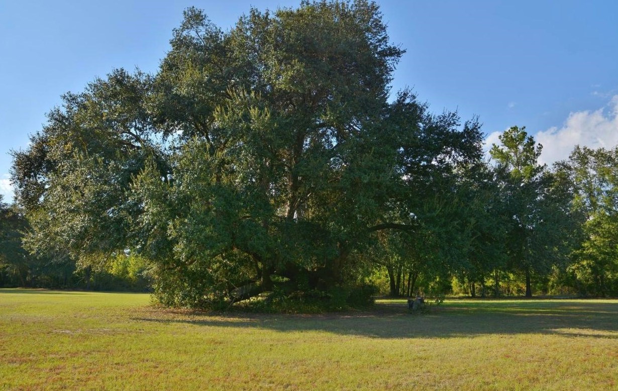 118 Duck Hollow Ln, Walterboro, SC 29488-8793
