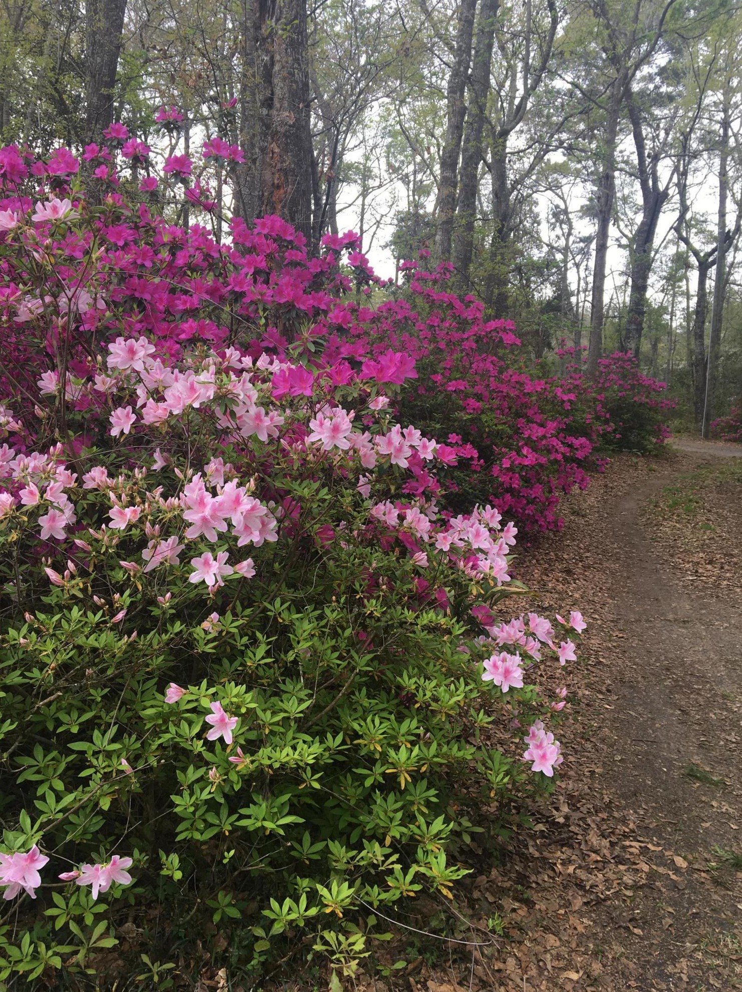 6946 Old Jacksonboro Rd, Ravenel, SC 29470