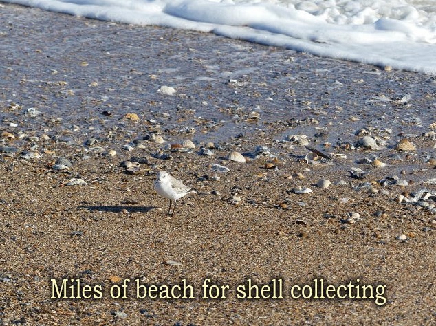 144 Palmetto Blvd, Edisto, SC 29438-3015