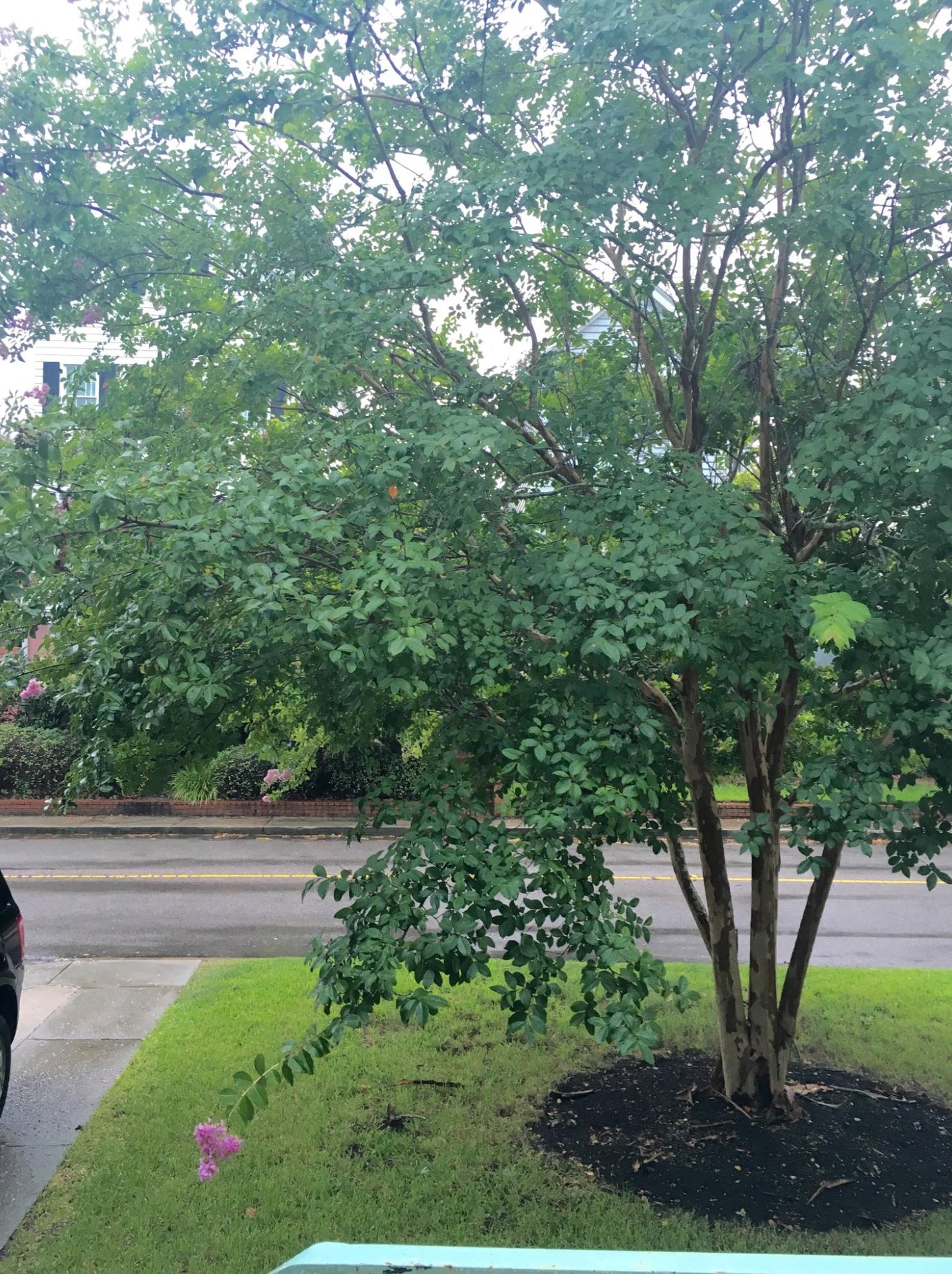 208 Wentworth St, Charleston SC  29401-1252 exterior