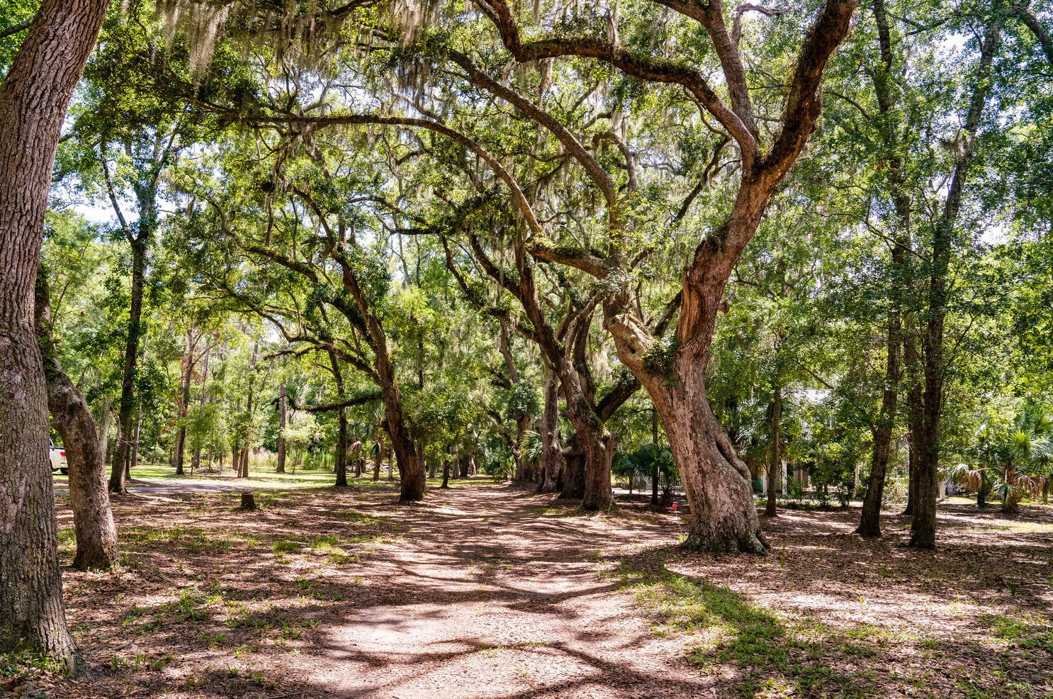 8996 Palmetto Rd, Edisto, SC 29438