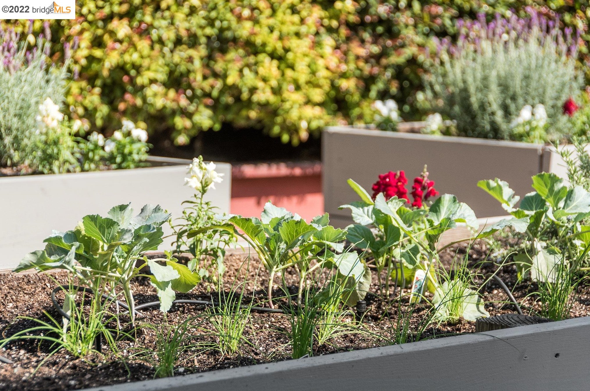 572 Montclair Ave, Oakland CA 94606-1550 exterior