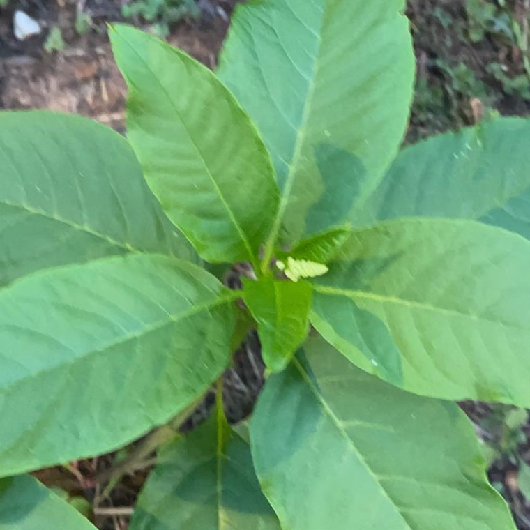 16107 Little Cypress Ln, Cypress TX  77429-1625 exterior