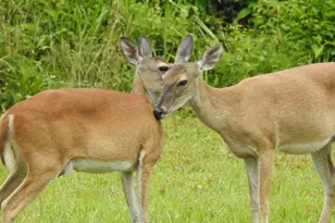 275 Wood Fern, Cleveland, TX 77327 - Photo 4