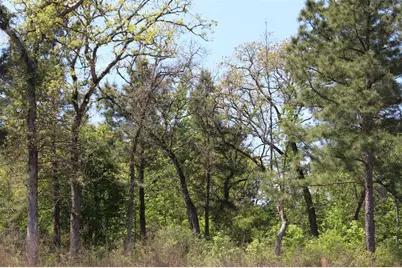 Tract 73 Private Road 1315, Centerville, TX 75833 - Photo 8