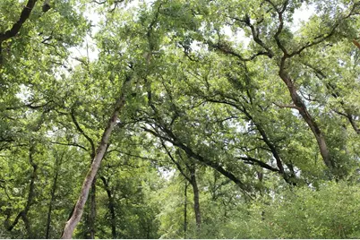 Tract 173 Private Road 1311, Centerville, TX 75833 - Photo 32