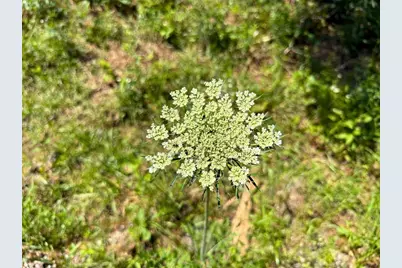 4 Camp Ruby Road, Livingston, TX 77351 - Photo 10