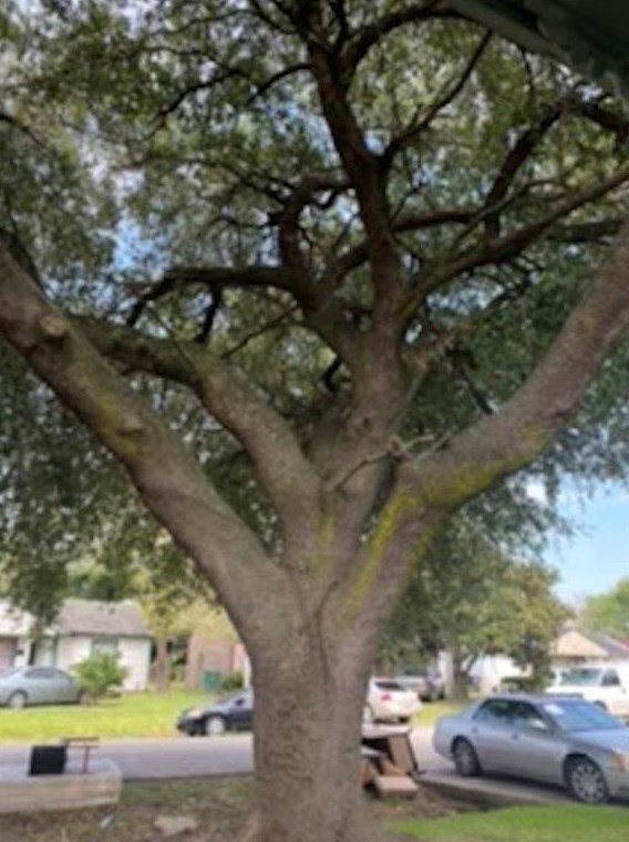 9909 Whitehead St, Houston, TX 77088