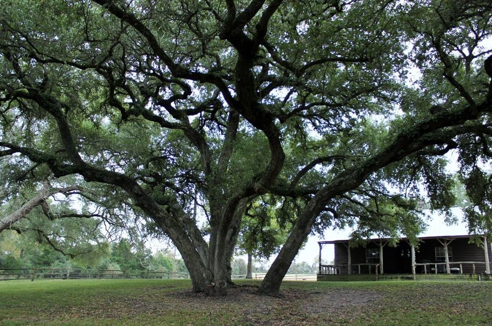 11850 Mccrocklin Rd, Brenham, TX 77833