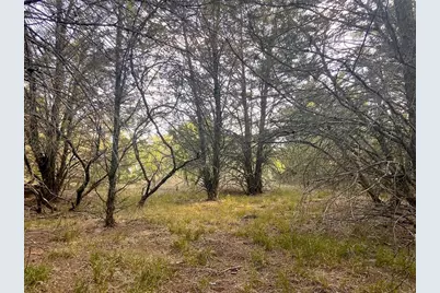17 Acres - 000 Grassyville Rd, Paige, TX 78659 - Photo 4