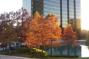 5005 Hidalgo St, Houston, TX 77056 - Photo 44