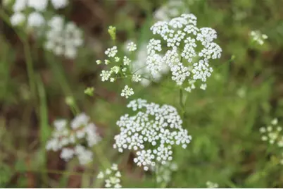 Tr 8 Oak Hill Trail, Kennard, TX 75847 - Photo 10