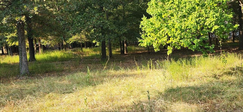 172 Swann Dr, Livingston, TX 77351-7576