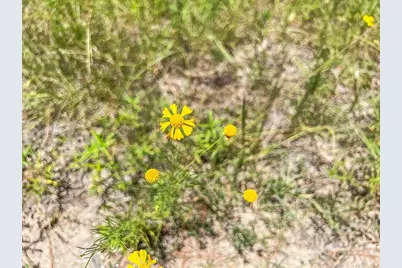 04 Cr 364E, Zavalla, TX 75980 - Photo 4