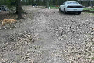 21060 Patricia Ln, New Caney, TX 77357 - Photo 4