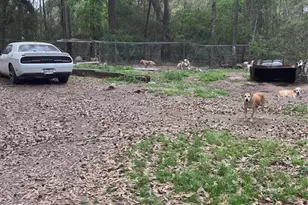 21060 Patricia Ln, New Caney, TX 77357 - Photo 6