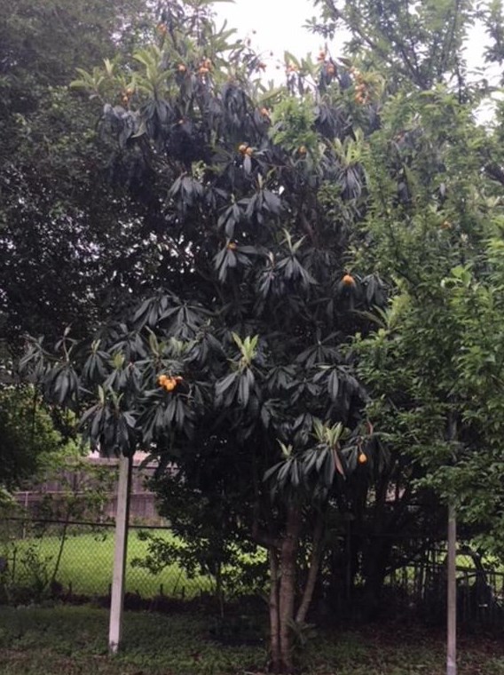 4027 Knottynold Ln, Houston TX  77053-1408 exterior