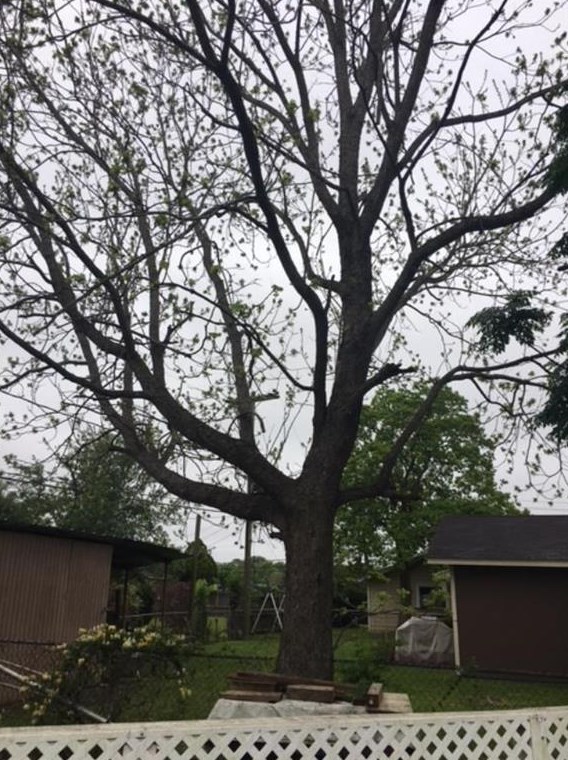 4027 Knottynold Ln, Houston TX  77053-1408 exterior