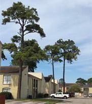 6200 W Tidwell Rd Apt 1705, Houston, TX 77092